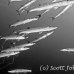 barracuda_blackfin_jr_h_0705_png0303_bw.jpg